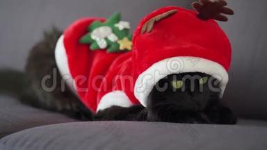 特写一只黑色毛茸茸的猫的肖像，<strong>绿眼睛</strong>打扮成圣诞老人。 圣诞节象征